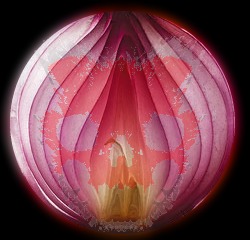 Onion Deep Web Wiki