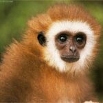 Monkey Xtc Pill