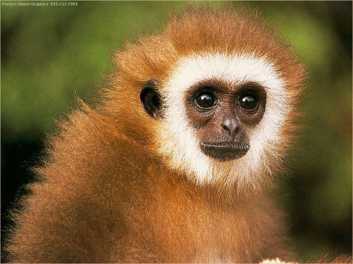 Monkey Xtc Pill