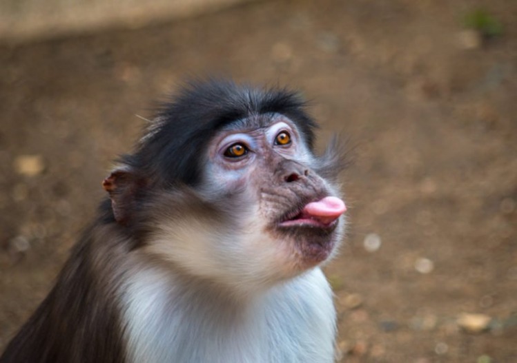 monkey xtc pill