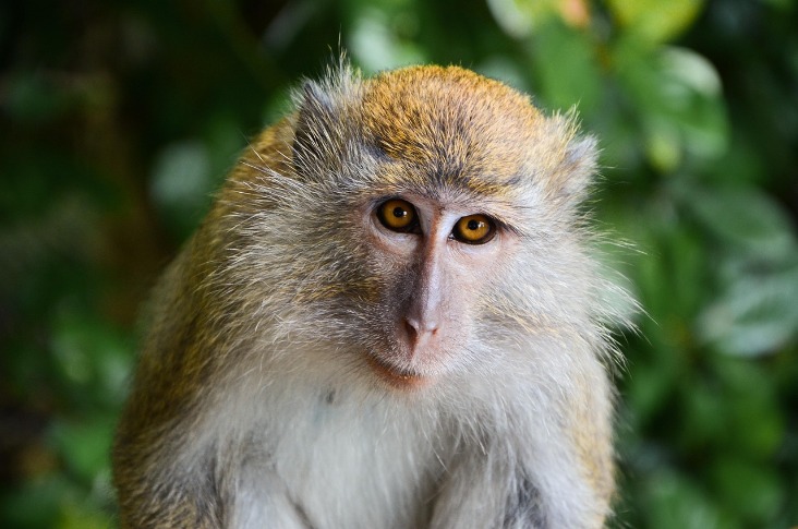 monkey xtc pill
