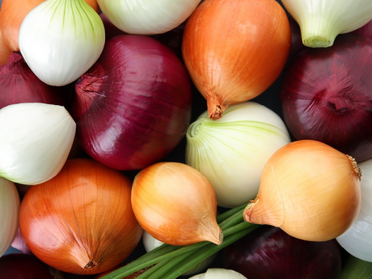 onion directory 2023