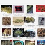 Darknet Websites Drugs