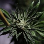 How Much Are Drugs On The Dark Web