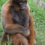 Monkey X Pill