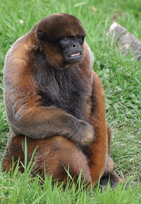 Monkey X Pill