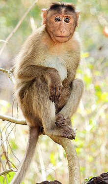 monkey x pill