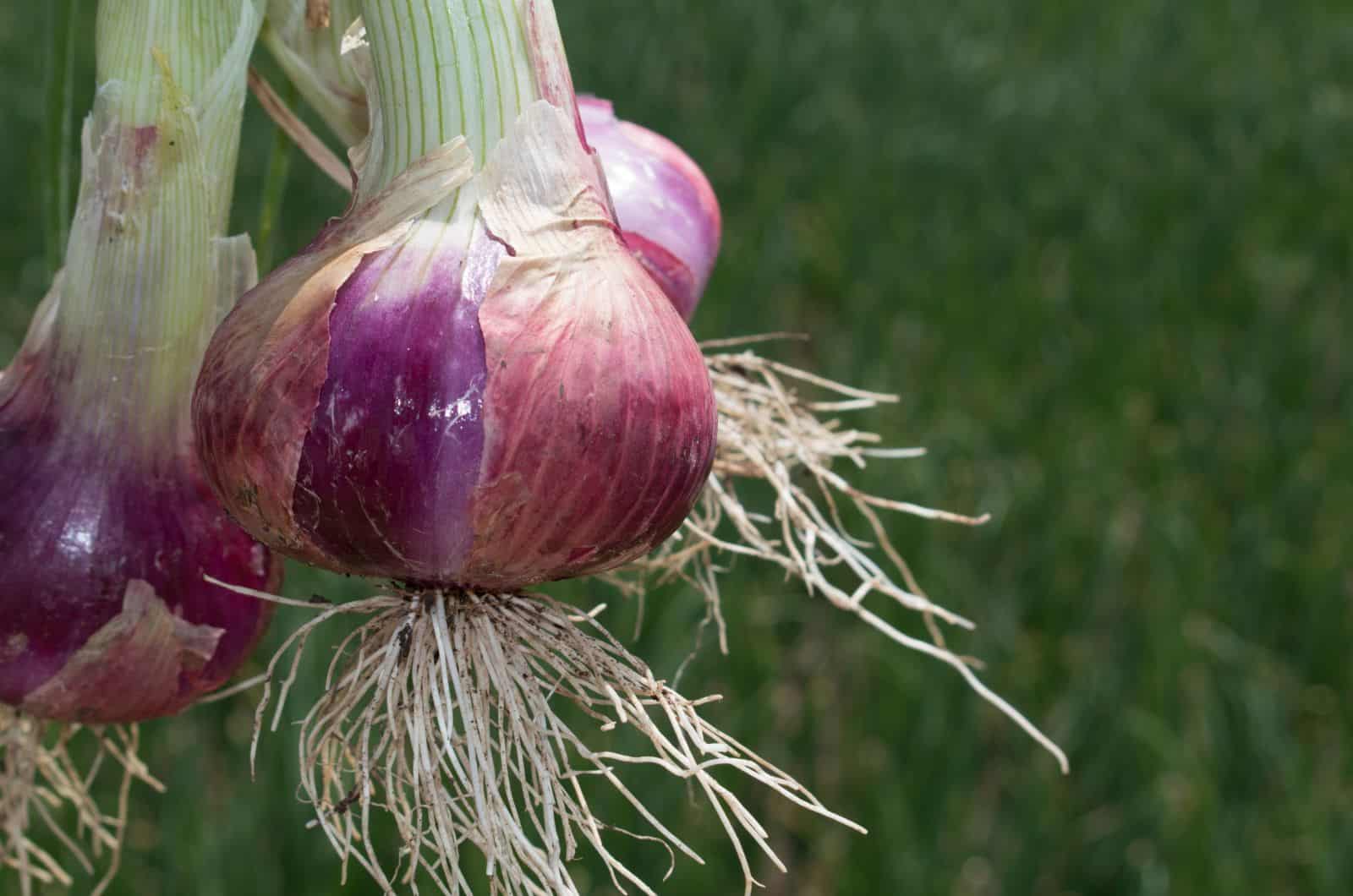 onion links 2023