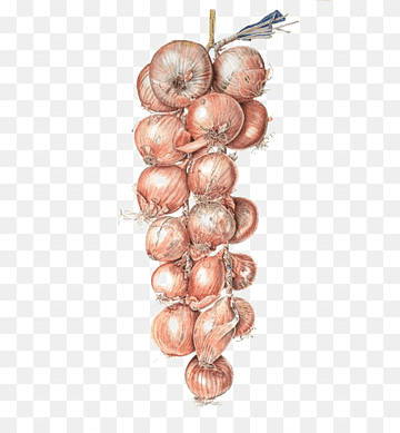 onion dark web